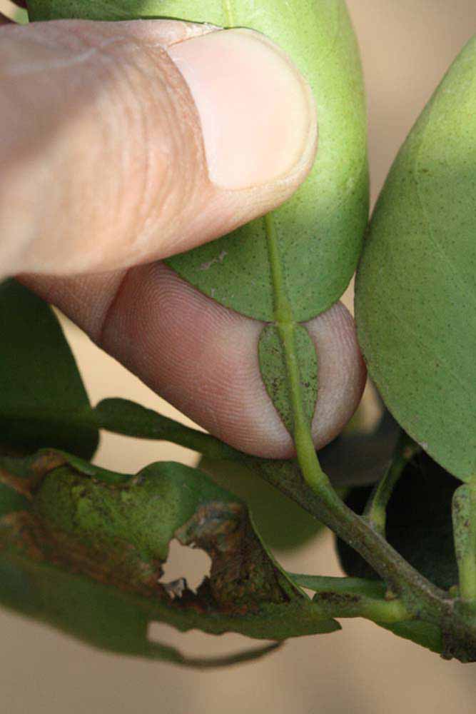              Petiole (Riverside, CA)       